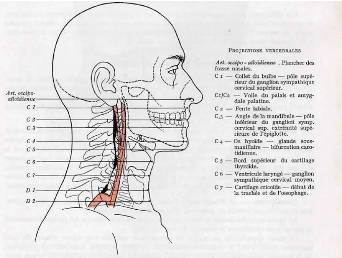 Figure 1 : repères topographiques du cou 