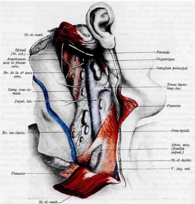 Figure 4 : la région sterno-cléido-mastoïdienne : couche cellulo-adipeuse et  ganglionnaire sous-sterno-mastoïdienne et plan musculo-aponévrotique sous-hyoïdien 