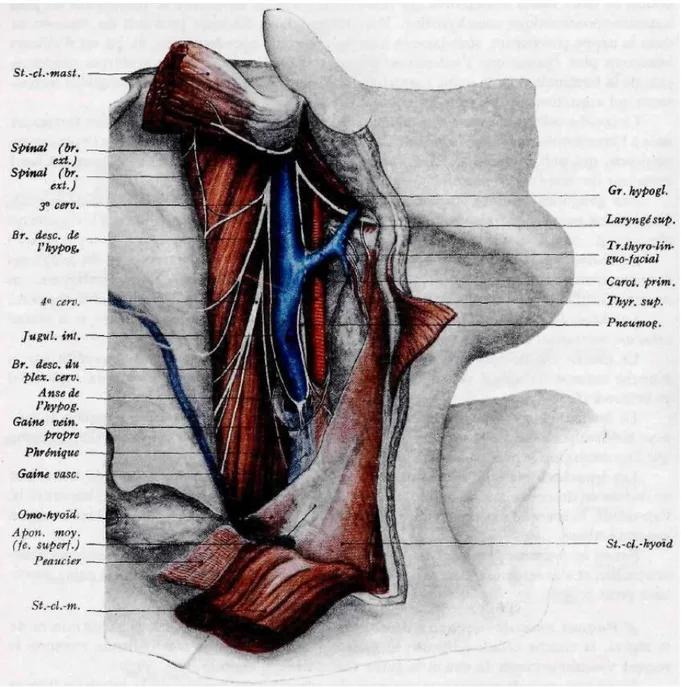 Figure 5 : la région sterno-cléido-mastoïdienne : paquet vasculo-nerveux du cou et gaine  vasculaire 