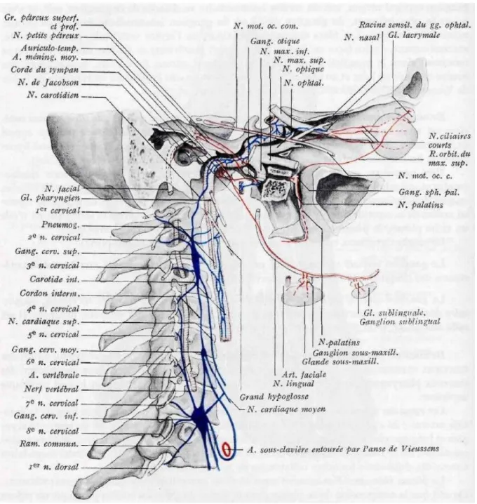 Figure 7 : schéma du système nerveux sympathique (bleu) cervical. 