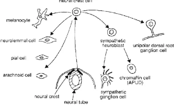 Figure 9 : schéma montrant les voies de différenciation d’une cellule de crête neurale  dont celle donnant naissance aux cellules des ganglions sympathiques et des cellules 
