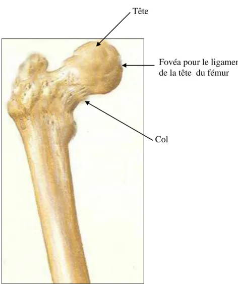 Fig. 3 : Tête  du fémur – vue antérieure. 