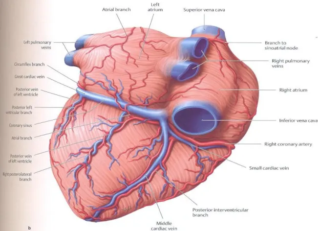 Figure 9 : vue postéro-inferieure du cœur montrant les vaisseaux coronaires [16] 