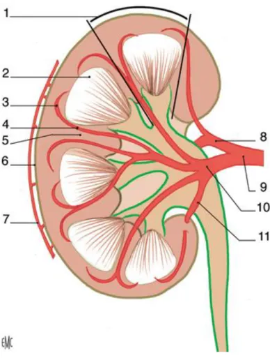 Figure n°2: Morphologie interne du rein  (8).  1. Lobule rénal.  2. pyramide rénale.  3