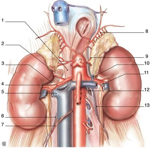 Figure 6: Vue de face montrant la Vascularisation rénale (8). 