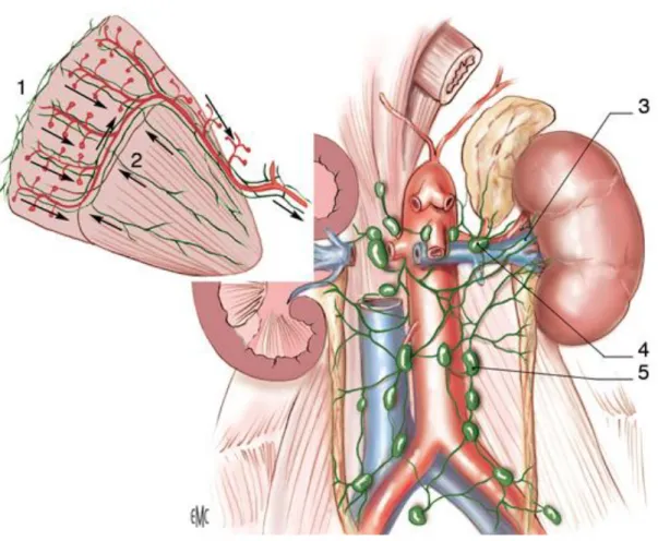 Figure 7: Vue de face montrant la Vascularisation lymphatique du rein  (8). 