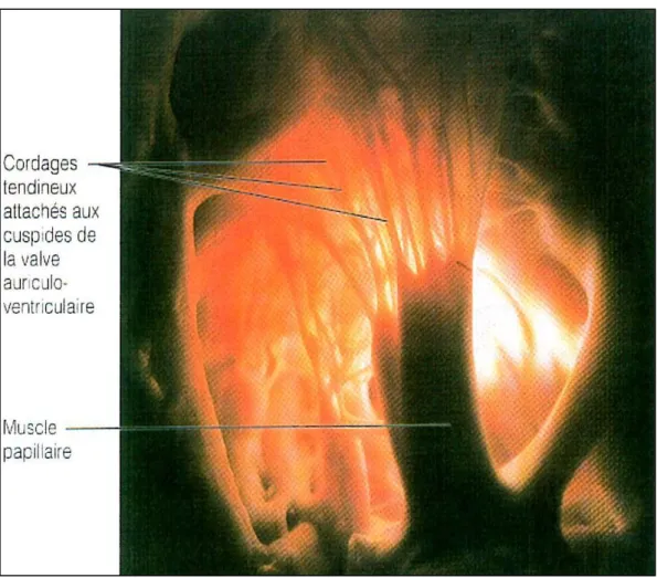 Figure 3. Photo montrant les cordages et les piliers 