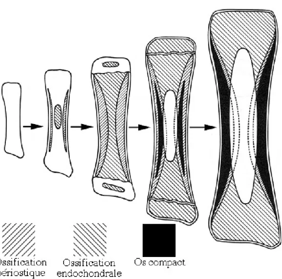 Figure 8 : Développement d'un os long 