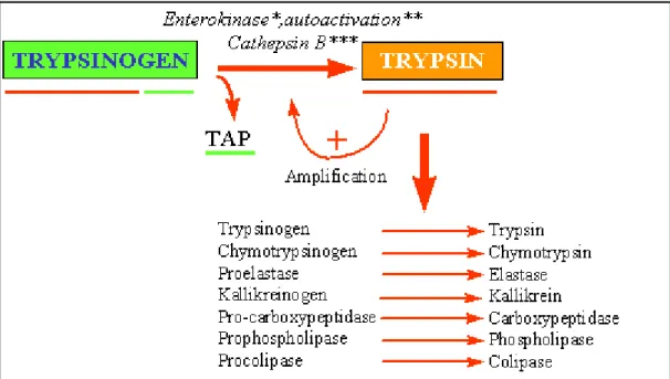 Figure 6 : Schéma résumant l’activité et la régulation de la trypsine. (16) 