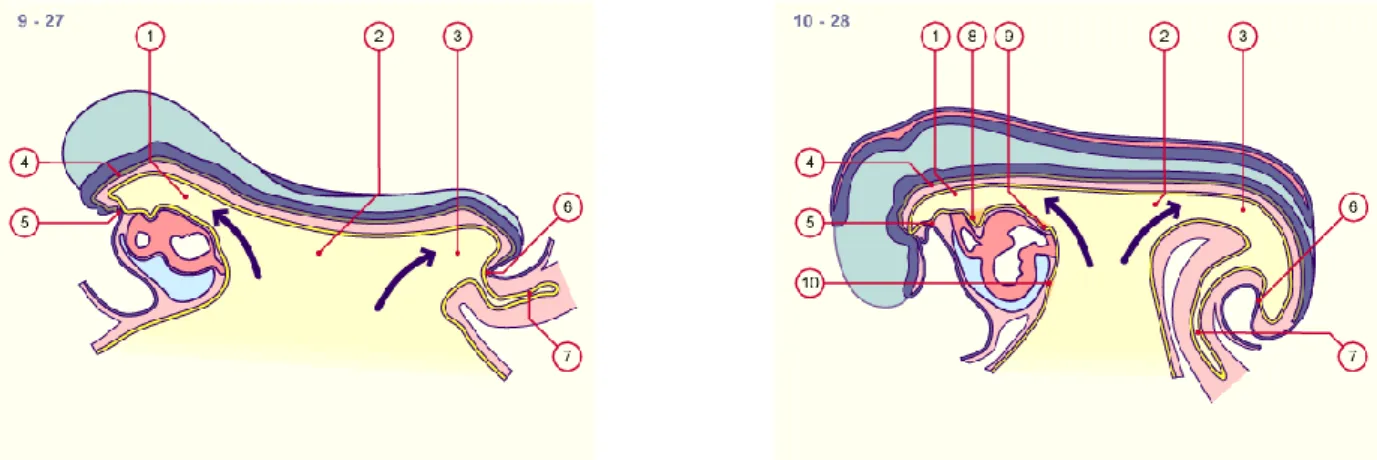 Figure 3 Inflexion céphalocaudale de l’embryon au 32 ème  jour  (8)