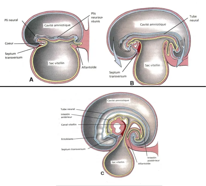 Fig 4  Coupes sagitales schématiques d’embryon à différents stades du développement 