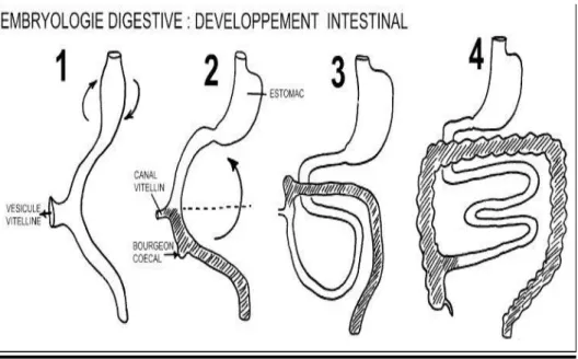 Figure 5 Schéma montrant le devenir différentiel de la zone haute et basse de l’anse  intestinale primitive, en particulier la formation du cadre colique à partir de l’intestin  postérieur, par rotation de l’anse autour de l’axe du mésentère primitif, ains