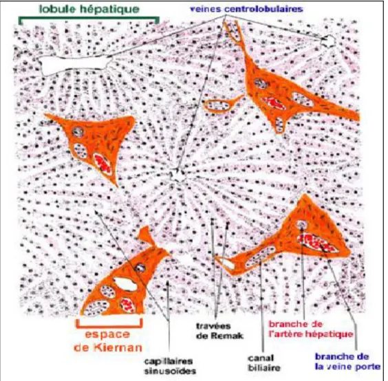 Figure 2 : Schéma du lobule hépatique. 