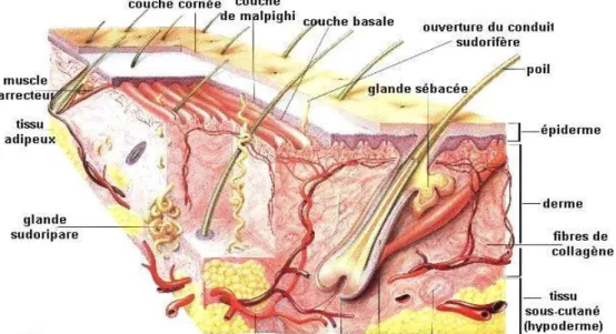Figure 1 :   Coupe schématique de la peau [ 6] 