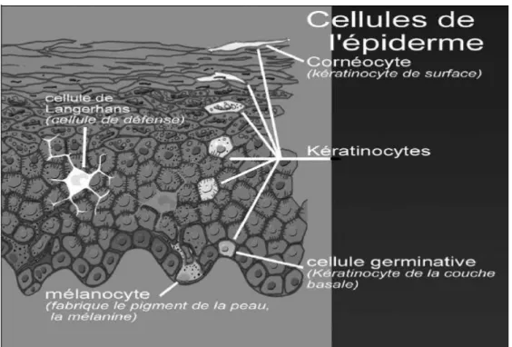 Figure 2 : Structure de l’épiderme .[7]