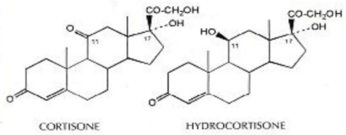Figure 3 : Structure chimique des glucocorticoïdes naturels. 