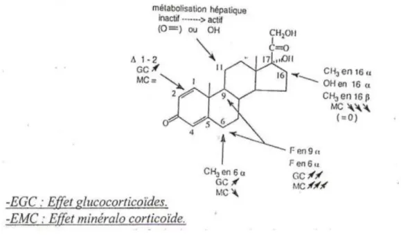 Figure 5 : Structure générale des glucocorticoïdes et relation structure activité  Fonction oxygénée en 11 : (cortisone et prednisone)