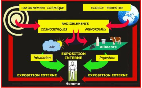 Figure 5: schéma illustrant la relation entre les différentes sources d’expositions de la  radioactivité naturelle