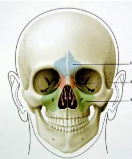 Fig. 18 : Embryologie des sinus  paranasaux : 1. Cloison nasale ;   2. Cavité nasale, 3