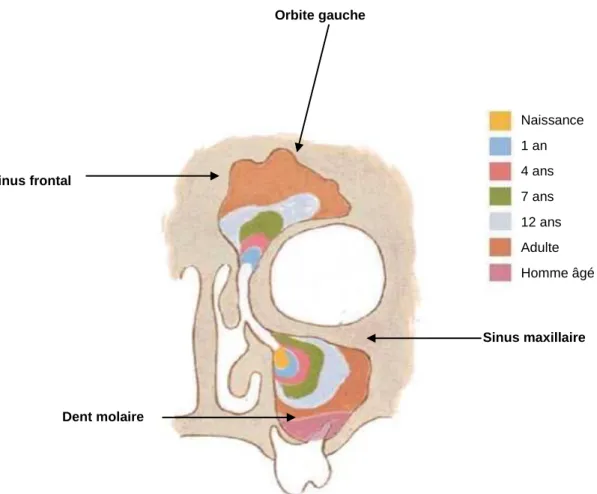 Fig. 19 : Développement des sinus frontaux et maxillaires durant   la vie [8].  Naissance 1 an 4 ans 7 ans 12 ans Adulte  Homme âgé Orbite gauche Sinus maxillaire  Sinus frontal  Dent molaire  