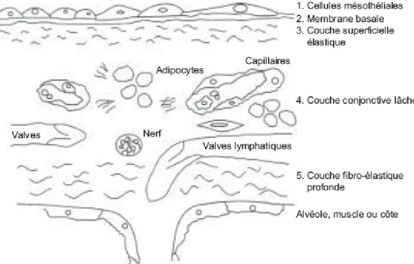 Fig. 2- Schéma de l’organisation des feuillets pleuraux. 