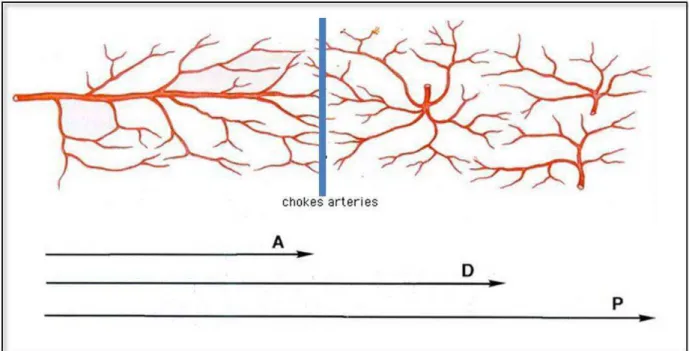 Figure  n°  5  :  Territoires  cutanés  selon  Taylor  et  Al.[10,11] :  (A)  territoire  cutané  «  anatomique  »  basé  sur  une  artère  cutanée  directe  ;  (D)  territoire  cutané  «dynamique  »  par  recrutement des artères frontières (« chokes arter