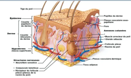 Figure 2 : Structure de la peau. vue tridimensionnelle de la peau et des tissus sous-cutanés