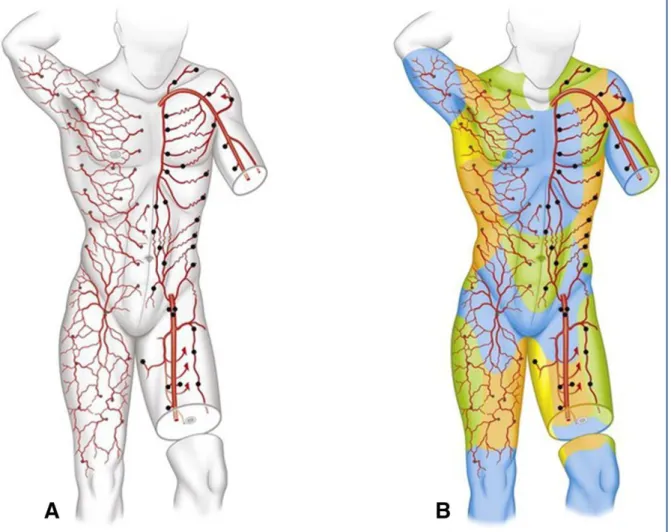 Figure 4: Les angiosomes. (A) à gauche, les perforantes cutanées et leurs connections, l’origine  des perforantes provenant des artères sources est reproduite  