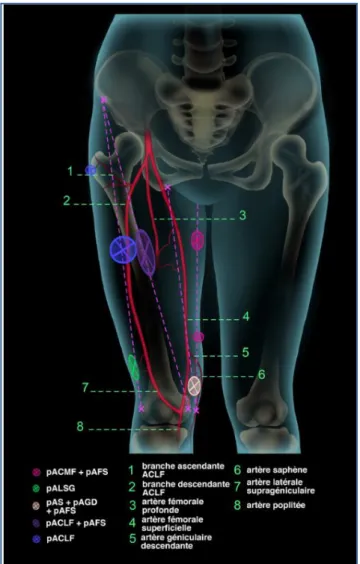 Figure  23: I conographie synthétique   de la face antérieure de cuisse 