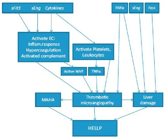 Figure 6. Développement du HS. 