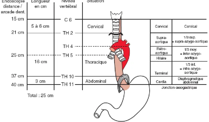 Figure 1. Anatomie descriptive de l’œsophage. 