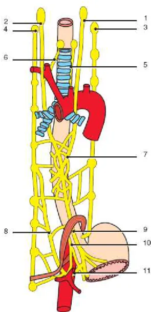 Figure 8. Innervation de l’œsophage. 