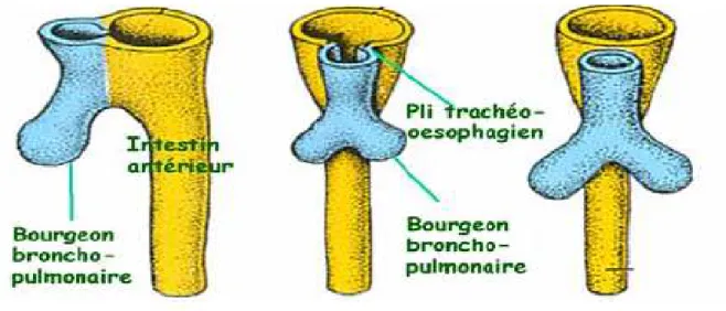 Figure 9. Formation de l’œsophage et de la trachée (4ème semaine). 