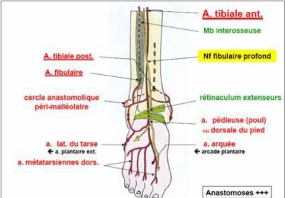Figure 3 : Vascularisation du pied et de la cheville.(39) 