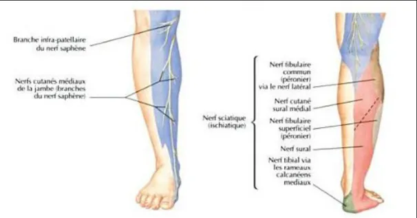 Figure 5 :Trajet du nerf sural . (15) 