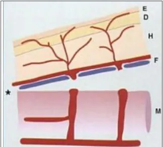 Figure 9 : Lambeau fascio-cutané. .(6) 
