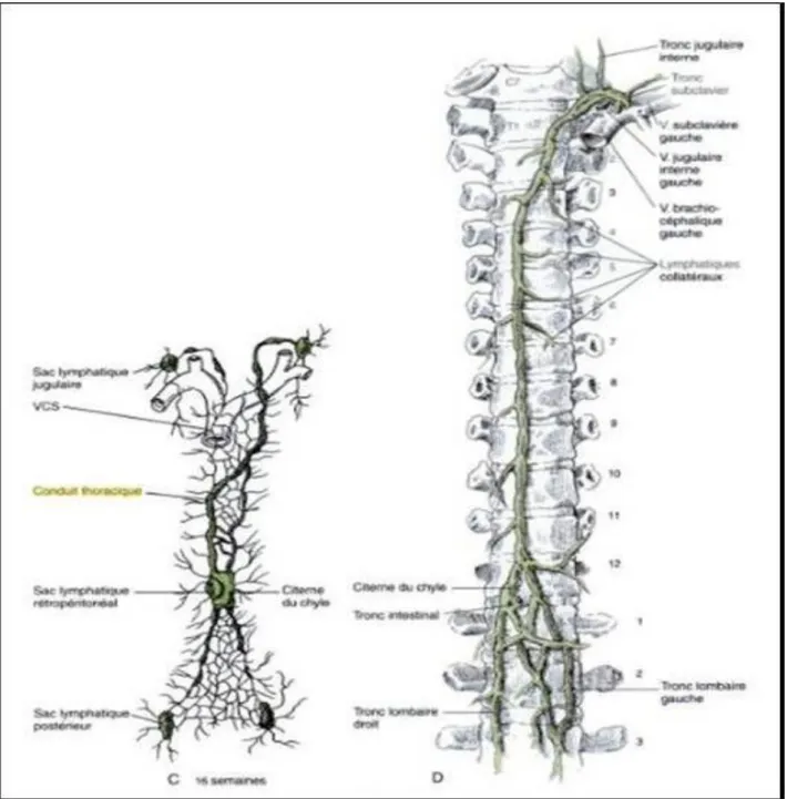 Figure 2:  Vue antérieure (d’après W. LARSEN) [7] 