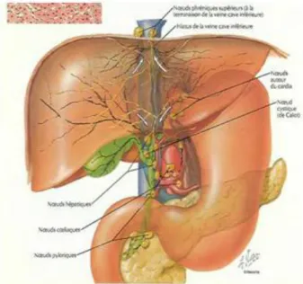 Figure 9: Chaine hépatique [10] 