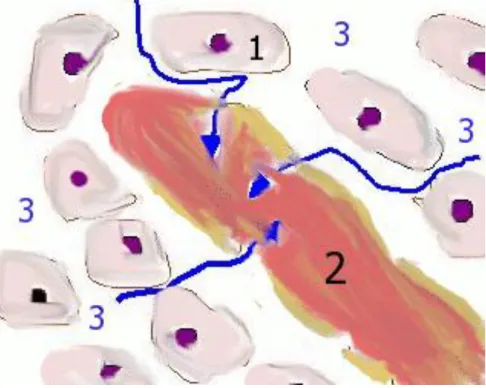 Figure 13: La lymphe   1 .Cellule 