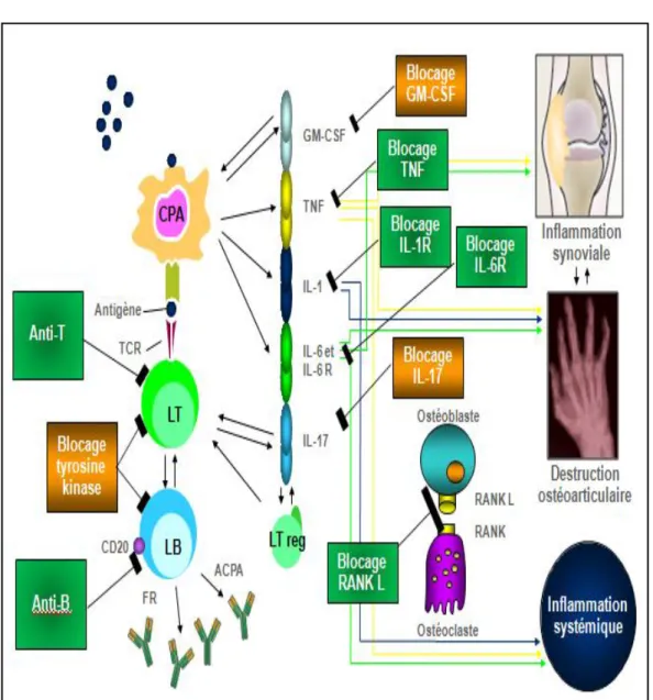 Figure 6 : Les cibles thérapeutiques au cours de la PR 