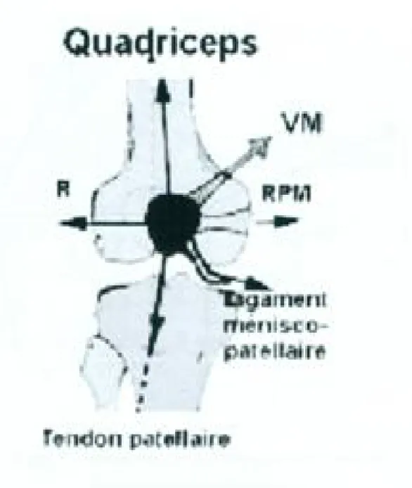 Figure 8 : les différentes forces exercées sur la patella. 