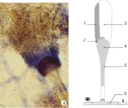 Figure 1 : Morphologie générale d’un aspergillus [5] 