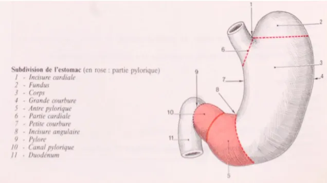 Figure  1: Zones fonctionnelles de l’estomac (33)