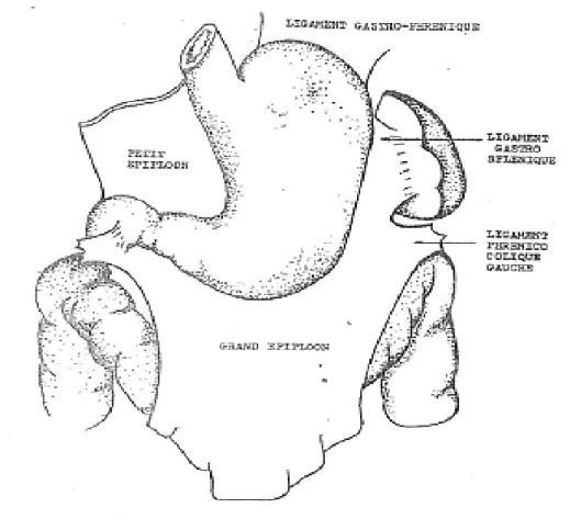 Figure 2 : Moyens de fixité de l’estomac (16) 