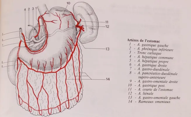 Figure 4 : La vascularisation de l’estomac (33) 