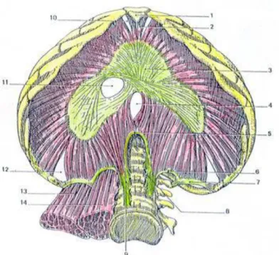 Figure 5 : Vue inférieure du diaphragme (33) 