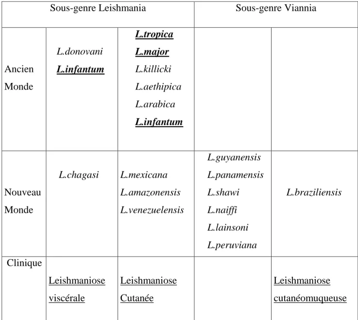 Tableau  1 :  les  principaux  complexes  du  genre  Leishmania  répartis  selon  le  sous genre, le grand domaine géographique et l’expression clinique  principale  [16] 