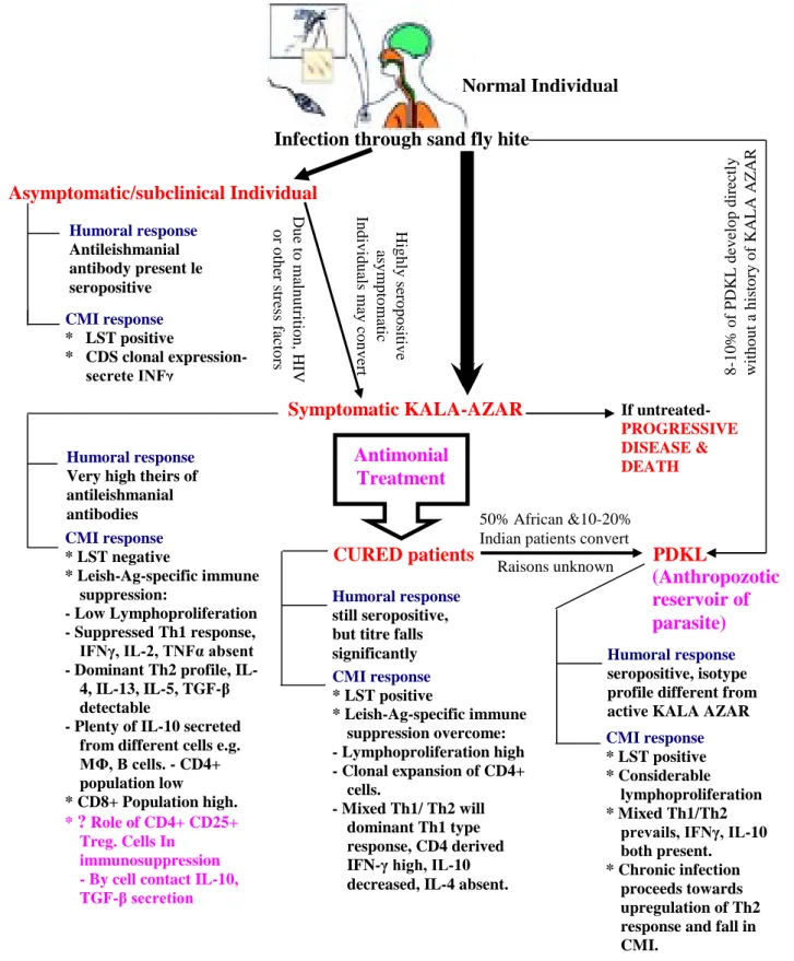 Fig. 11 : Schéma général du développement de la maladie et le statut       immunitaire associé dans kala-azar  [26] 