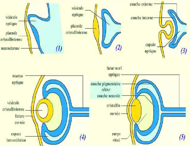 Figure 3 : embryologie de la cornée 