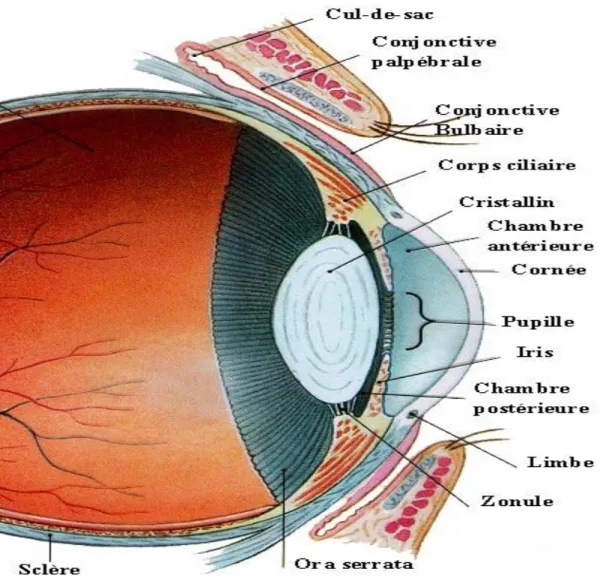 Figure 4 : les rapports de la cornée. 